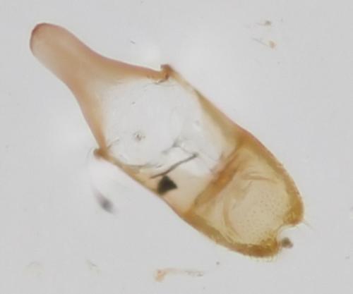 Atomaria sp.